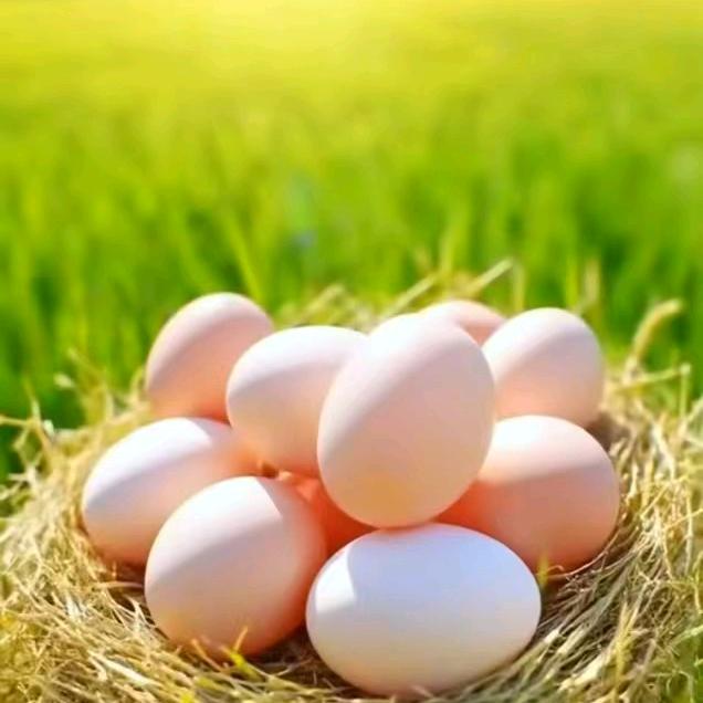 山林散养土鸡蛋