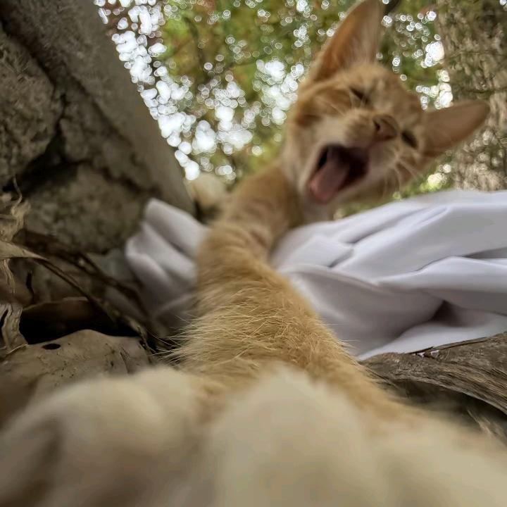 女王殿下的弟弟养的狗的主人的小老妹