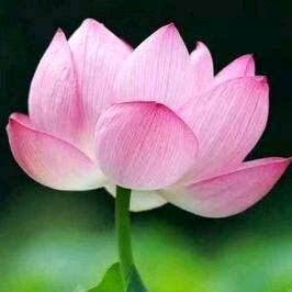 🌹系“善”缘🌹