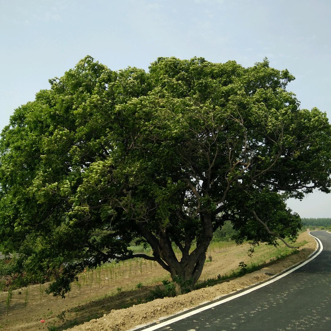 何须相思煮余年