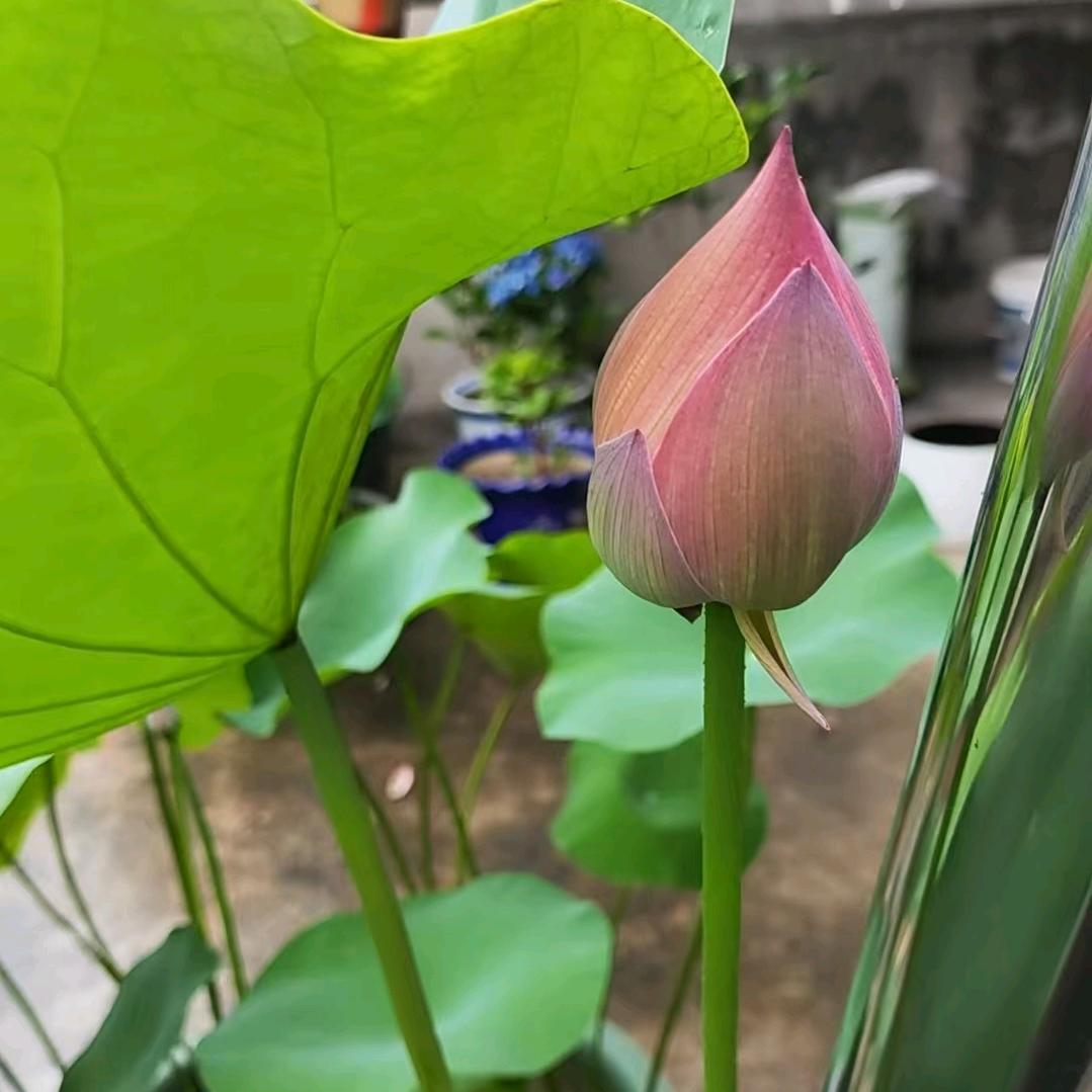 荷花🪷