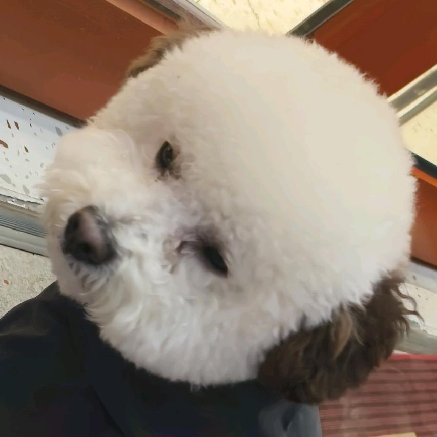 喜欢土豆大大大大王