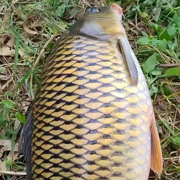 谷麦钓&华诚华子