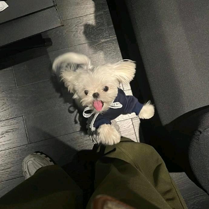 赵鑫Eʟɪᴀᴜᴋ✨