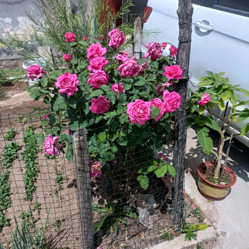 小白的