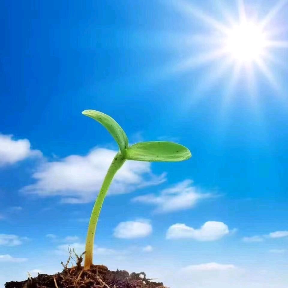 龙
