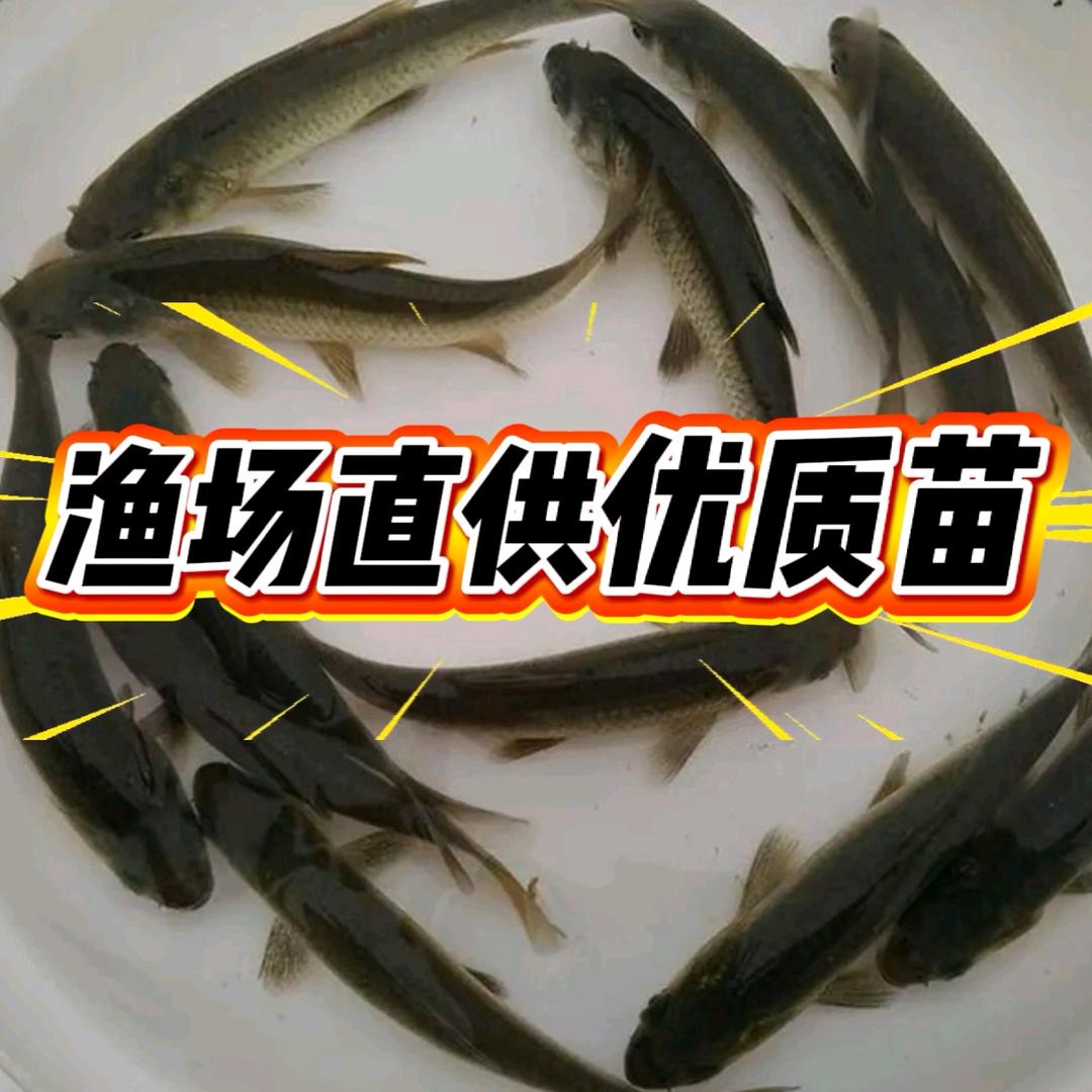 隆盛渔业