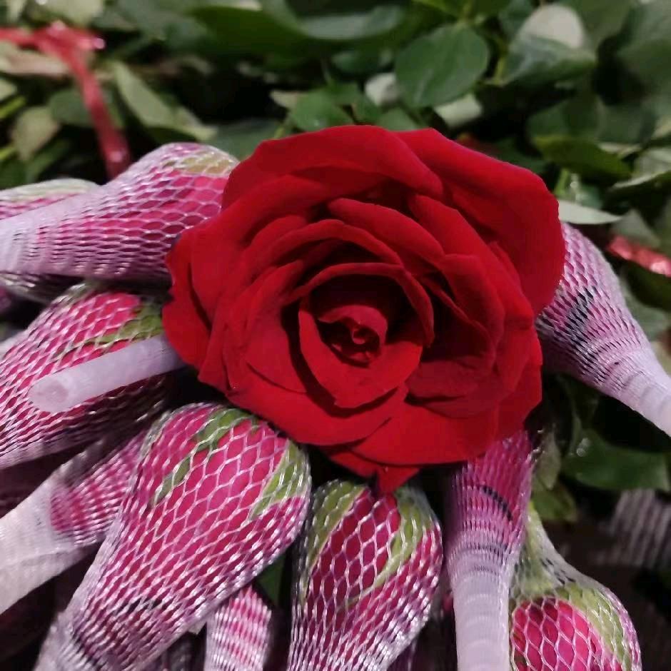 广州本地红玫瑰批发