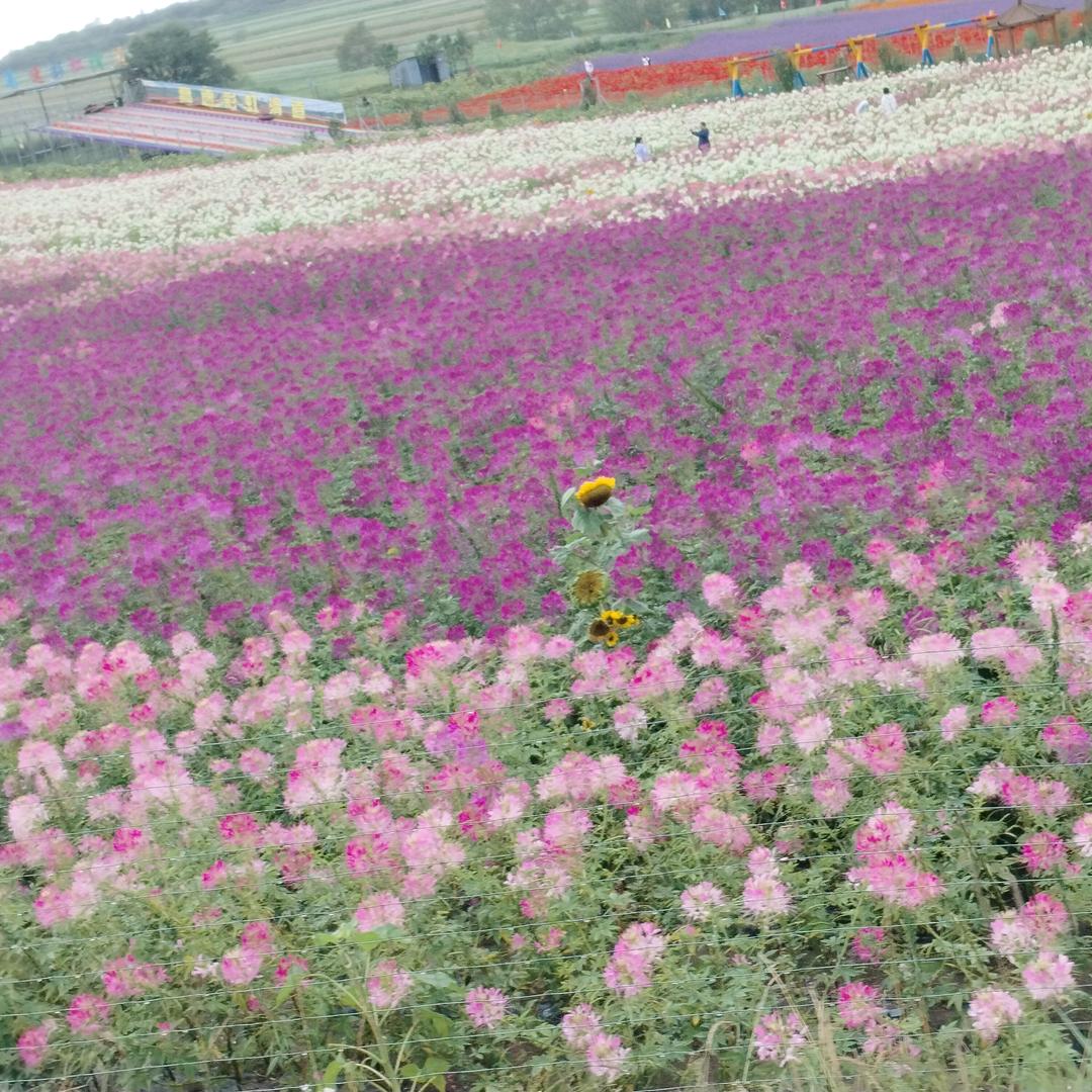 花姐姐