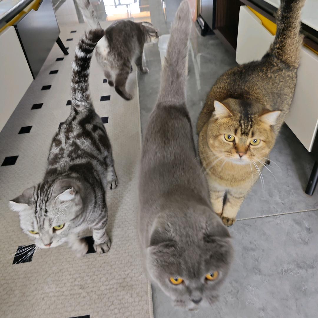 会踢球的🐱