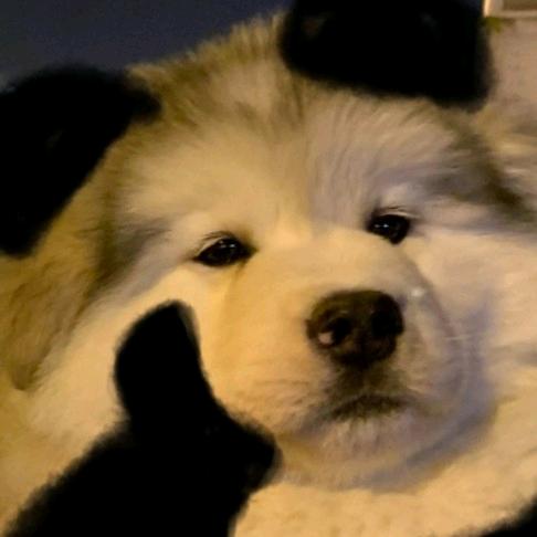 狸