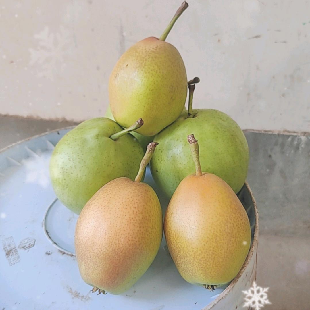陕西杨哥果业