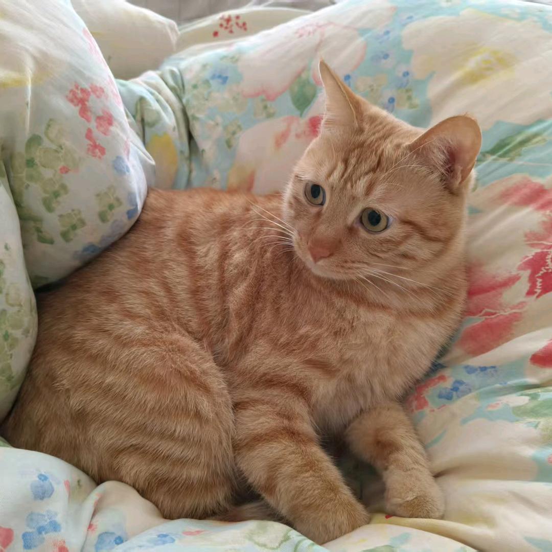 悦悦