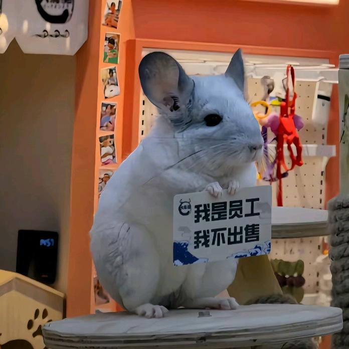 羊桑