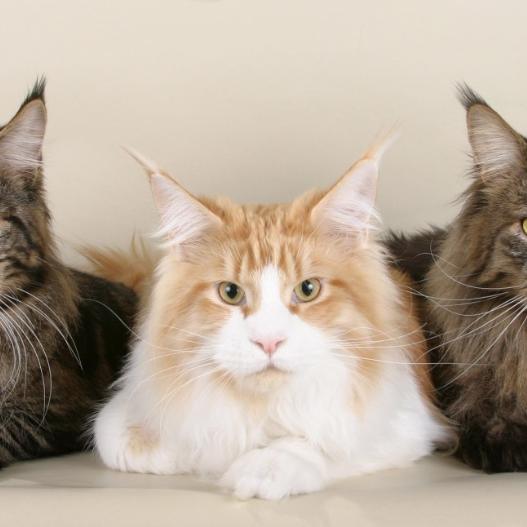 枫旺枫澜宠物食品专卖店