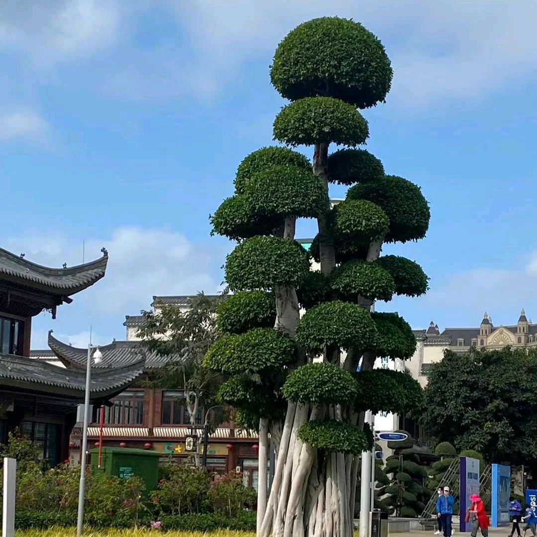 梦中思念