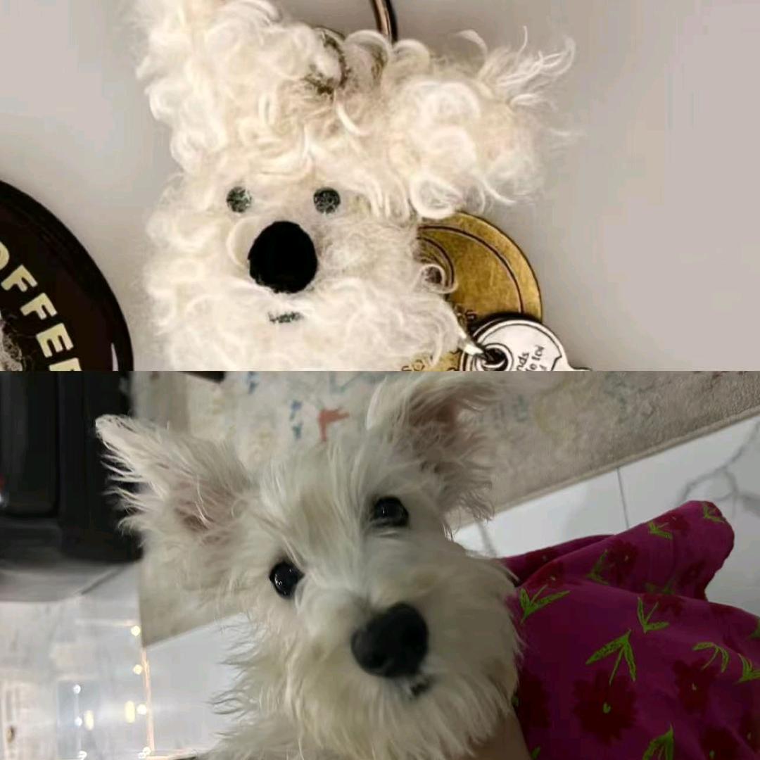 闪电⚡是个弟弟