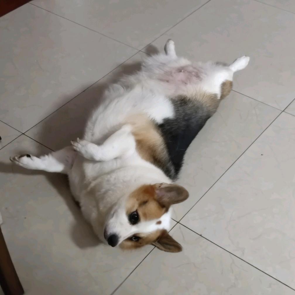 傻猪猪嚟嘅