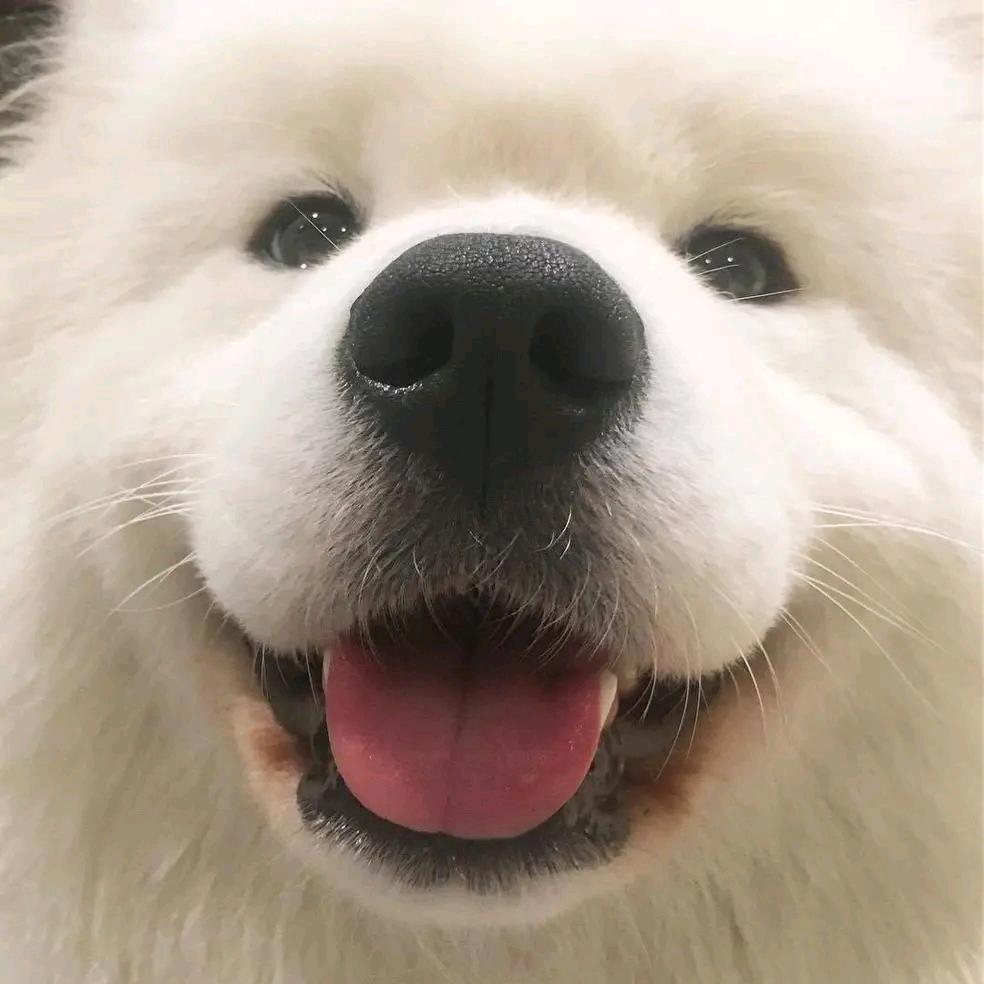 抹茶味的lg