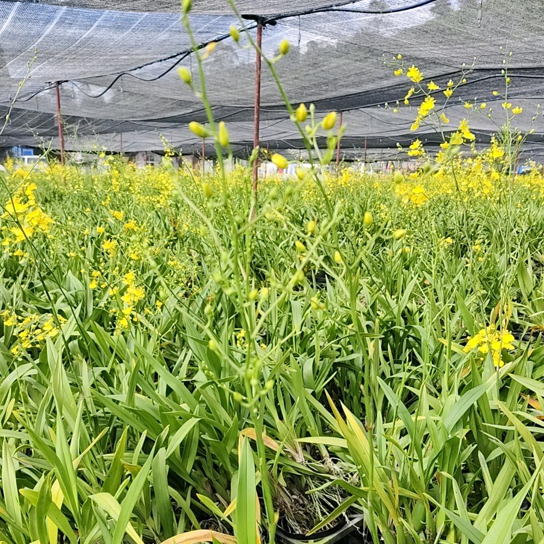 兰花种植户