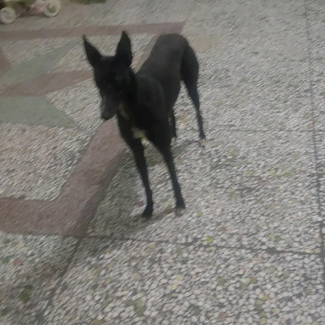 蒲城四驱收割单人单车