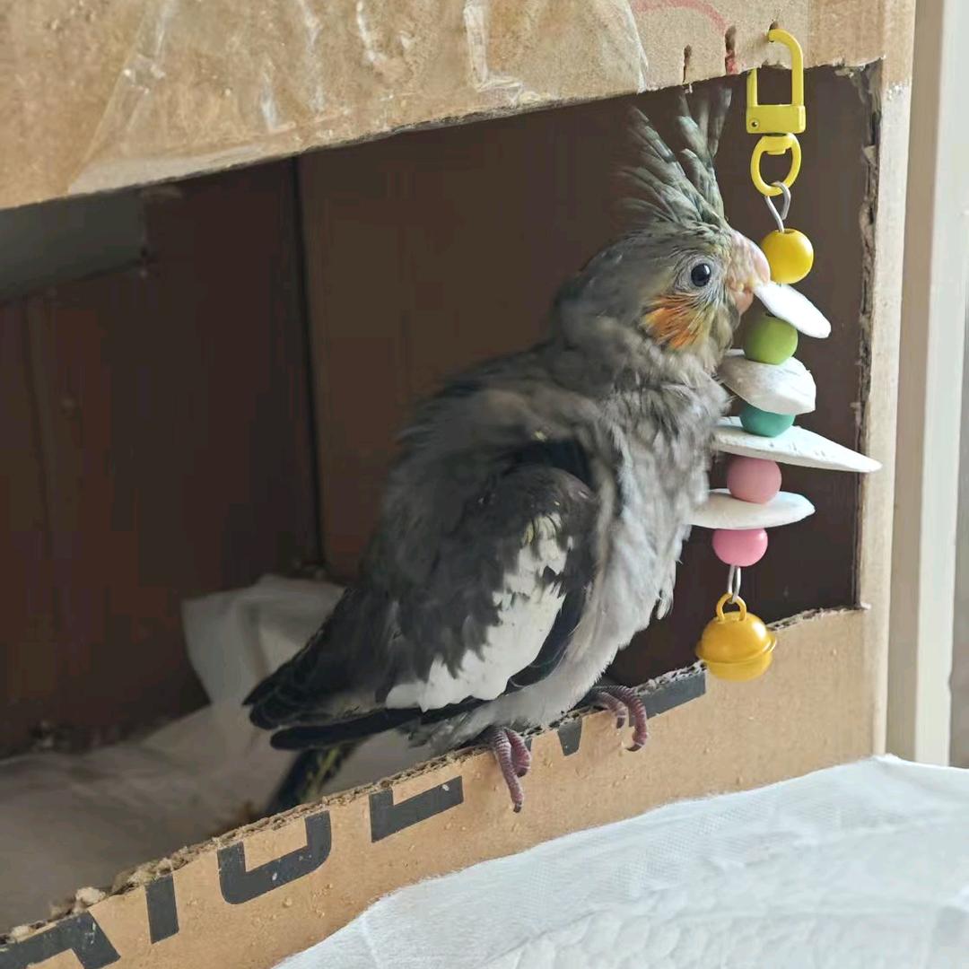 小肚是个玄凤叽