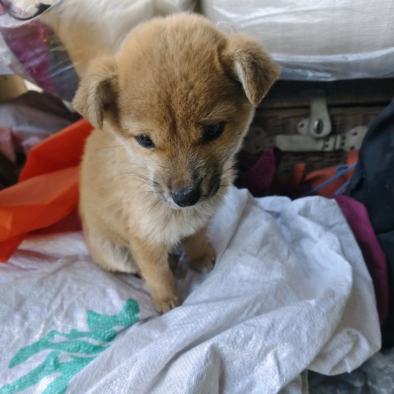 下辈子当个狗🙃