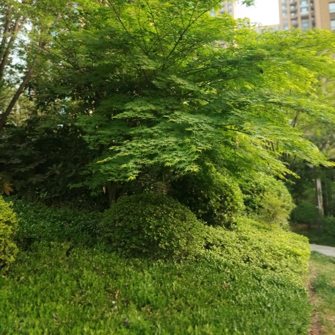 金刚老张
