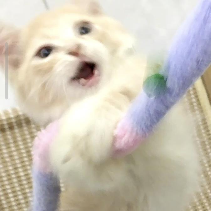 菠菜菠菜菠菜