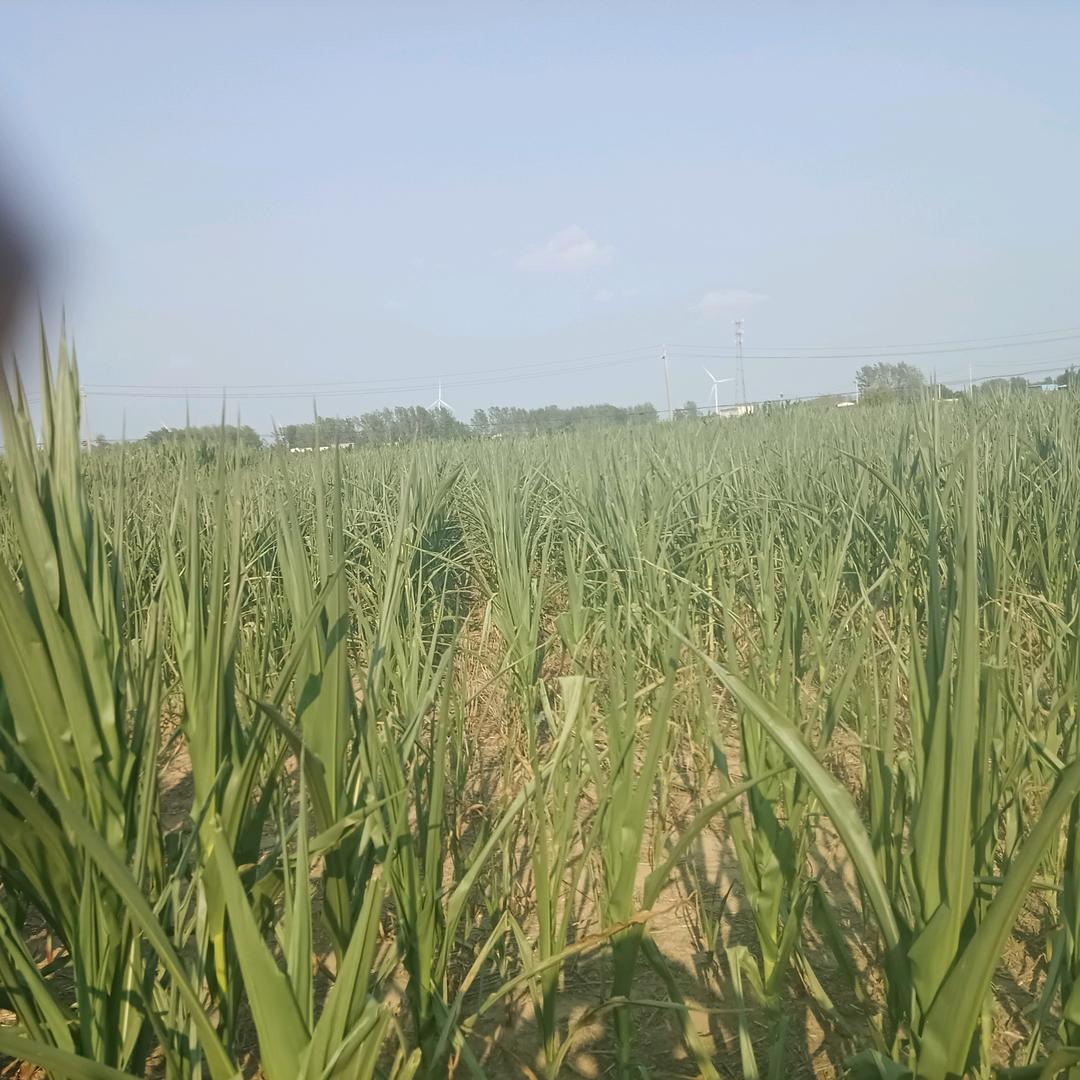 赤马红羊