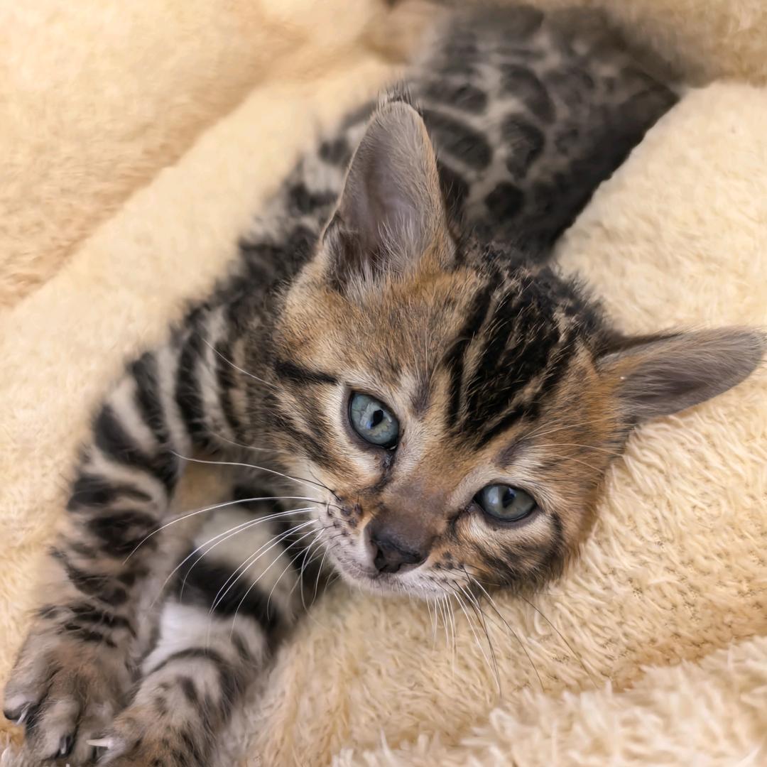 花花的成长日记