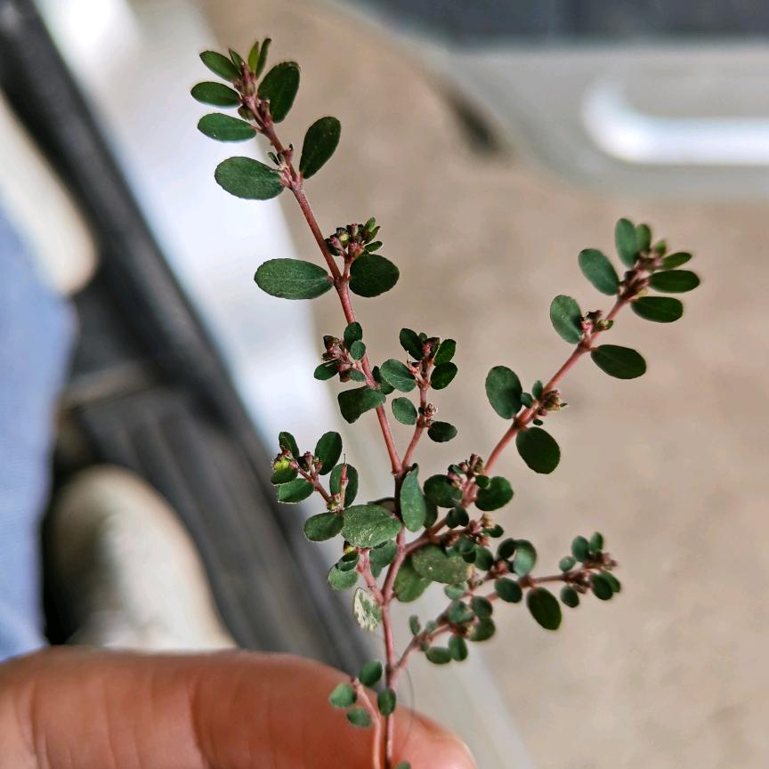 贺州房产桂林妹