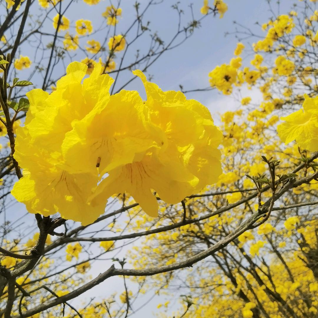 情景意美天天在