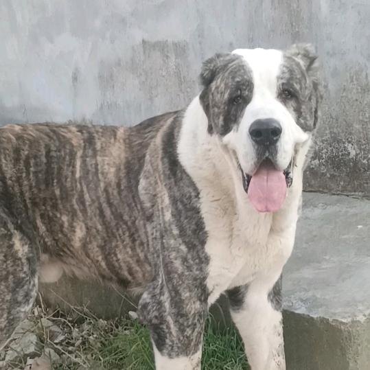 豫东猛犬