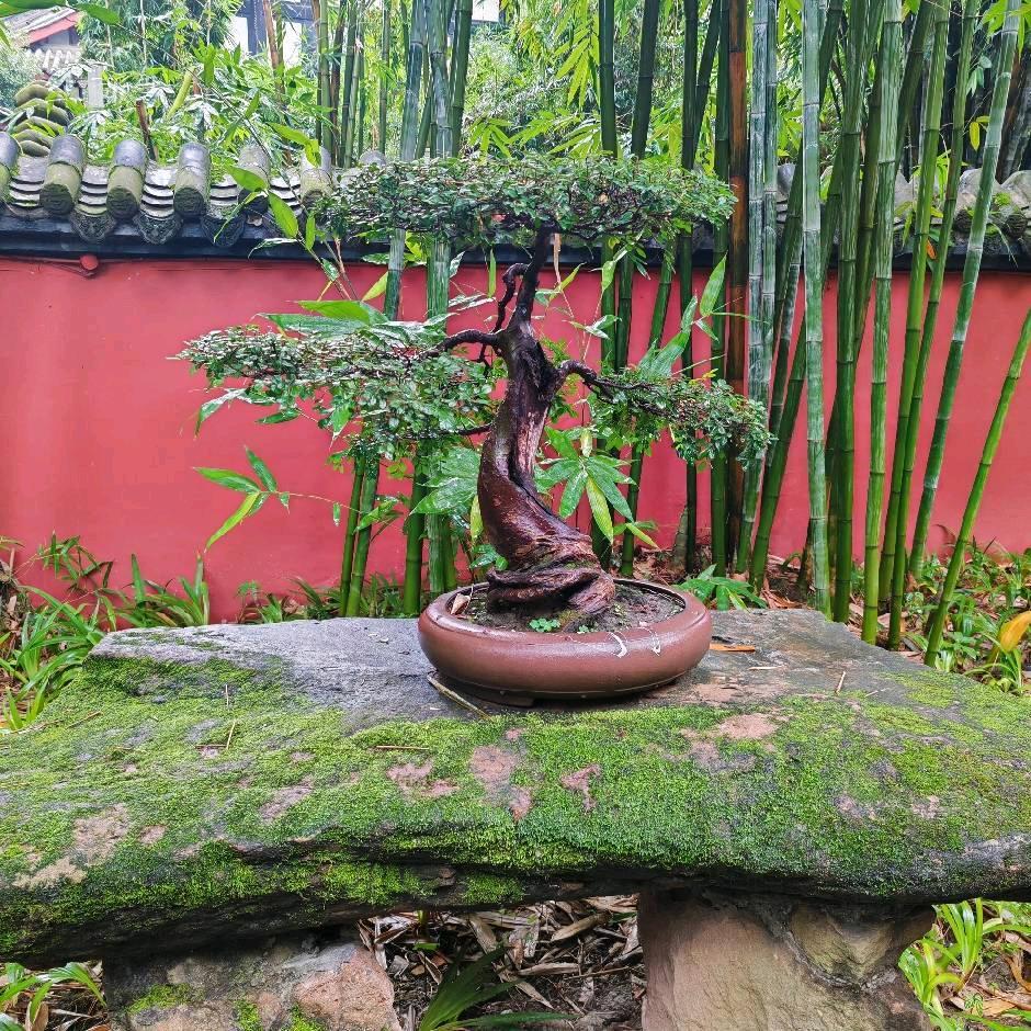 我是80后小度