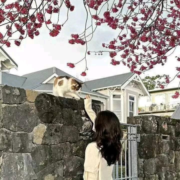 秋月梨