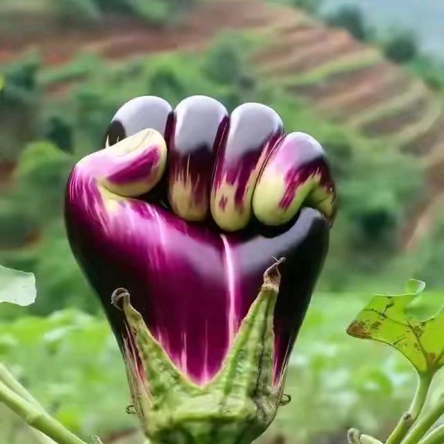 皖北老张