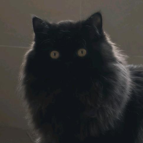 🐈‍⬛黑毛辣妹秋香