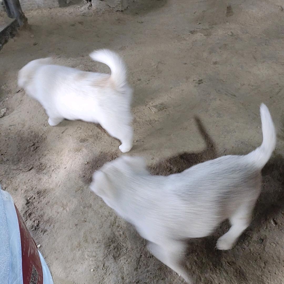 西华六一农产品