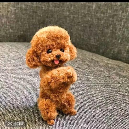 泰迪熊宠物批发