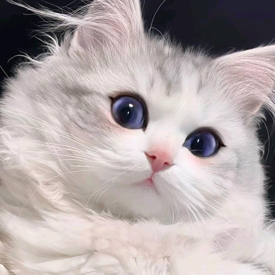 小喵不吃魚~