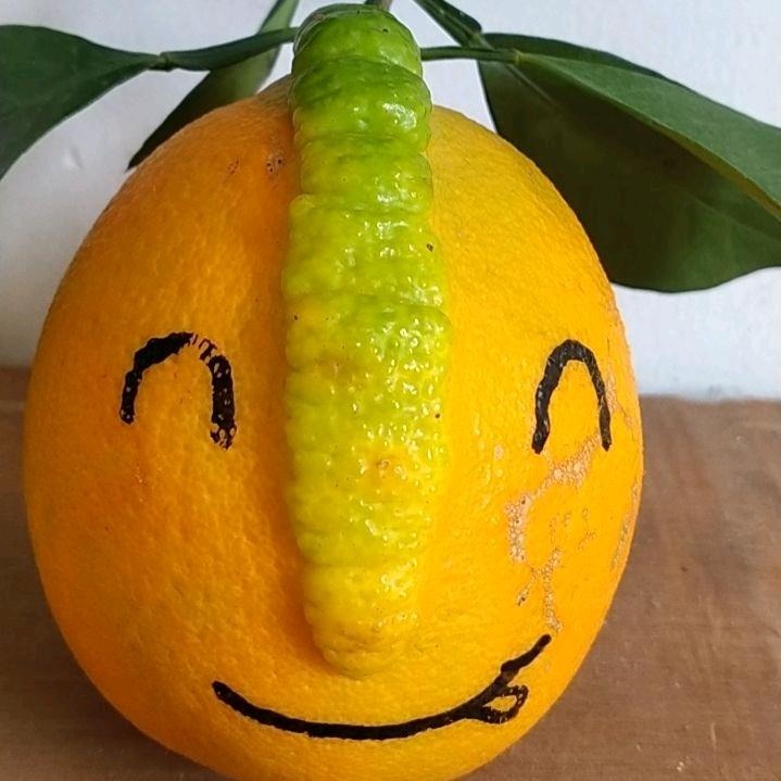 心想事橙