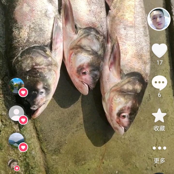 鲢鳙独行者     ( 浪仔)