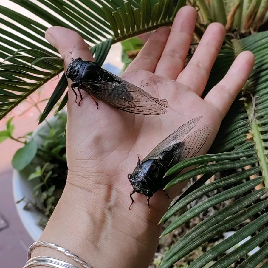 福宝零食