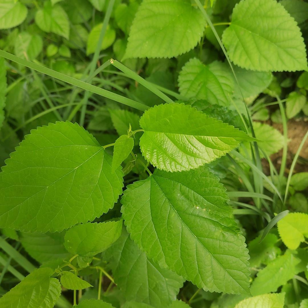 笑迎明天