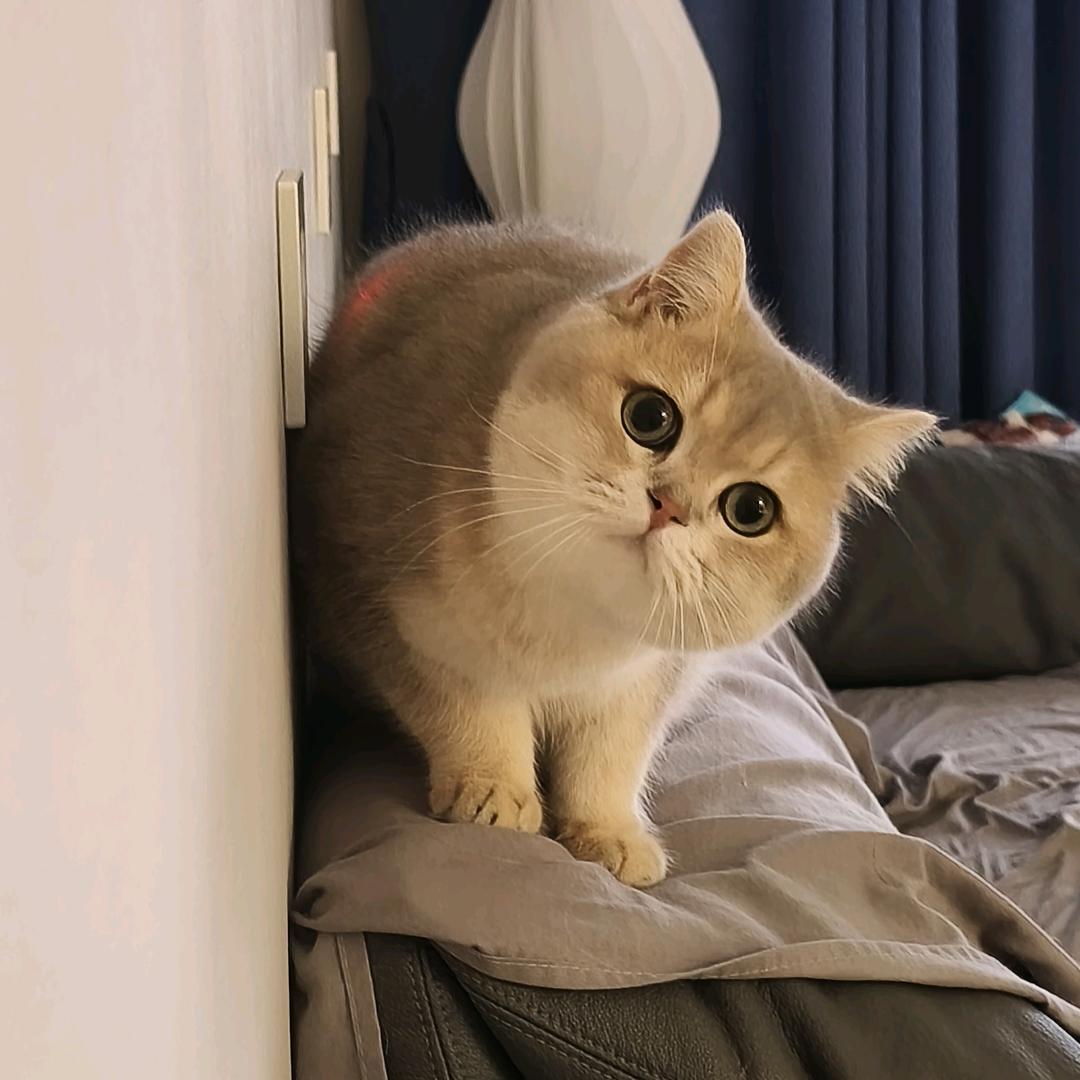 我是毛豆吖
