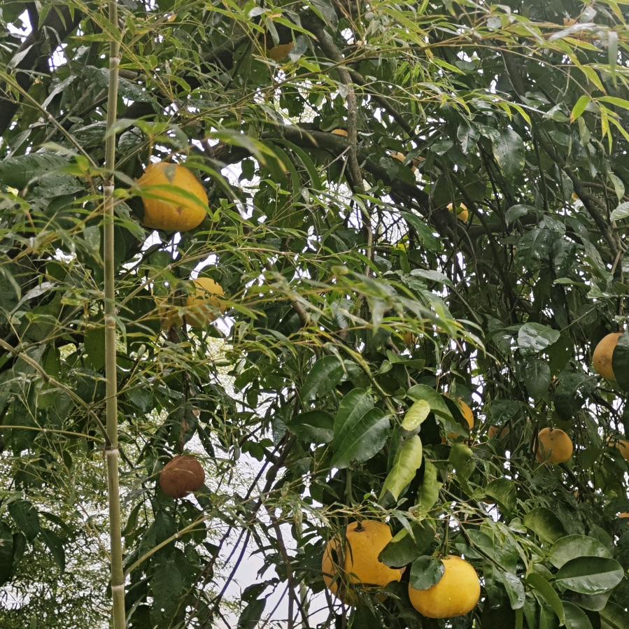 诺吟釉歌