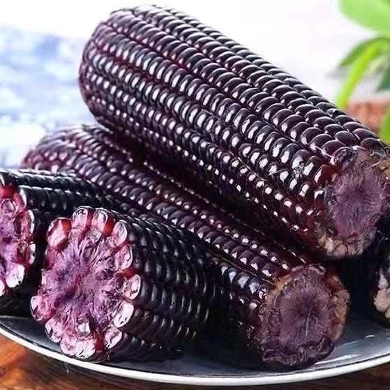 黑糯玉米
