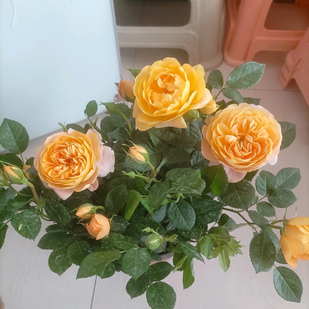 ღ᭄不念过往ꦿ᭄࿐