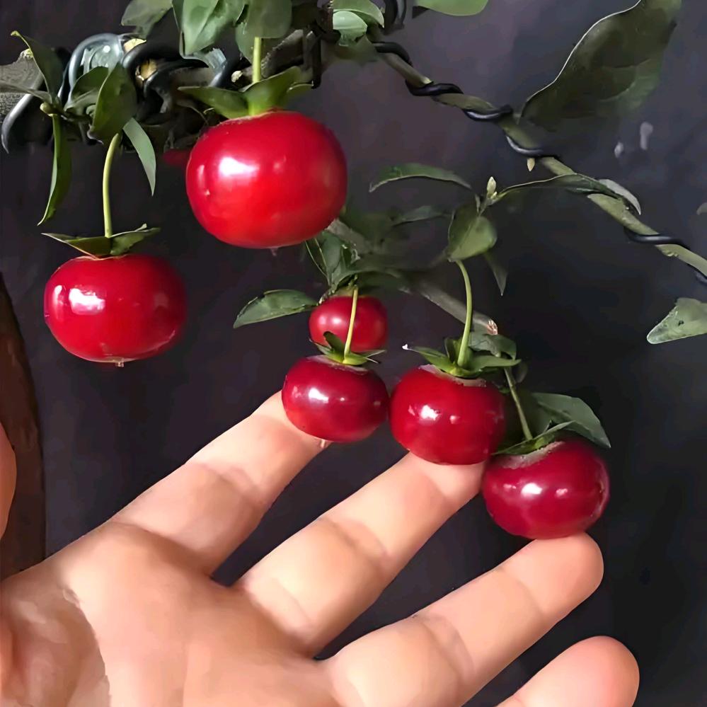 维财金弹子臻选阁